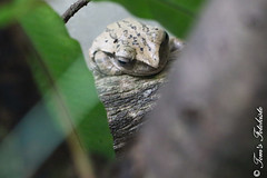 Weißbart-Ruderfrosch (Polypedates leucomystax)