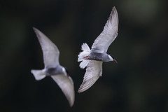 黑腹燕鷗 - Chlidonias acuticauda
