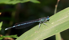 Platycnemididae