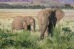 Skeleton Coast, Damaraland, Twyfelfontein and Desert Elephants
