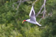 Terns in Action