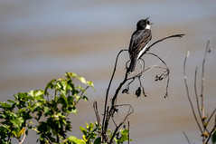 eastern kingbird (tyrannus tyrannus)