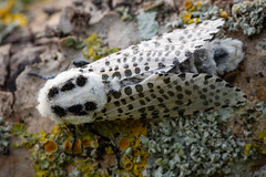 Leopard Moth - Zeuzera pyrina