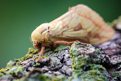 Ghost Moth - Hepialus humuli