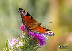 Falter - Schmetterlinge