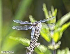Dragonflies 