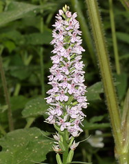 UK Native Orchids