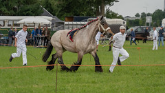 Het Nederlandse trekpaard en de Haflinger op de 'Zeeuwse dag van het paard'
