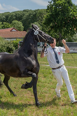 De Koninklijke Vereniging "Het Friesch Paarden-Stamboek" op de 'Zeeuwse dag van het paard' 2022