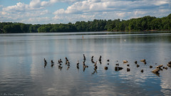 The Wildlife Story on the Mystic Lakes