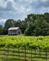 Three Strands Vineyard And Winery - Dallas, Georgia