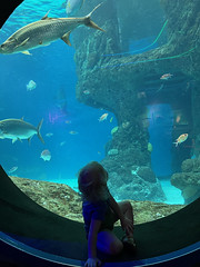 Florida Aquarium: Looking around the window of tank
