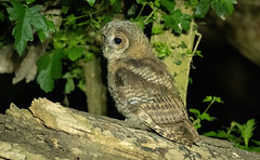 Tawny Owls 2022