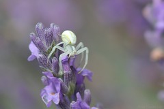 Thomise variable ou Araignée-crabe des fleurs (Misumena vatia)