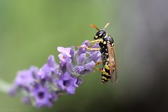 Hyménoptère indéterminé (Hymenoptera sp.)