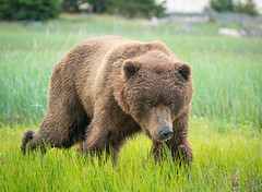 Bears of Lake Clark National Park