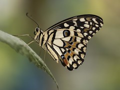 Papillons d'ailleurs / Exotic butterflies