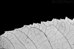 folha seca em preto-e-branco