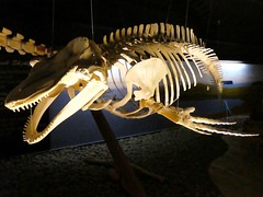 Musée des baleines - Islande