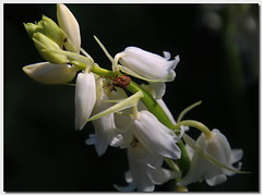 Bloemen - flowers