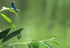 Beautiful demoiselle, Calopteryx virgo, Blå jungfruslända