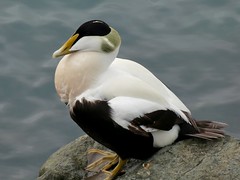 Oiseaux en Islande