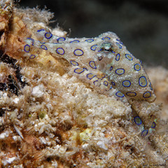 Squid, Kalmare, Octopus