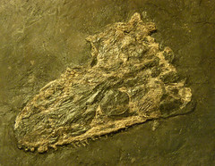 Cochleosauridae