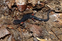 7-3-2022 Red-legged Salamander (Plethodon shermani)