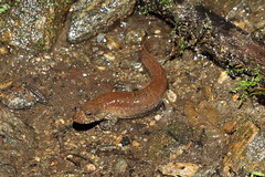 7-3-2022 Blackbelly Salamander (Desmognathus quadramaculatus)