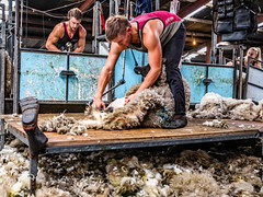 Sheep Shearing - Saddleworth