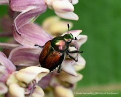 Popillia japonica, Japanese beetle