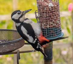 Shots of the garden bird feeder.