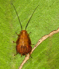 Insects:Blattodea