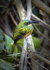 Imagenes del Pantanal de Mato Grosso