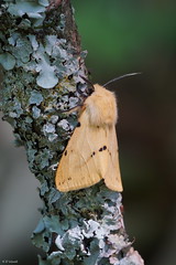 Moths - Brittany