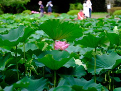 scenery-in-lotus-pond_090722