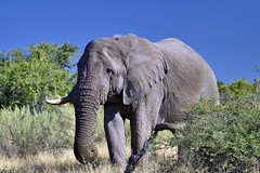 NAMBIE : Parc National Etosha, Juin 2022