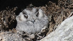 Owlet Nightjars 