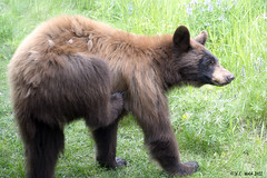 2022-06-17 Black bear and wolf pups