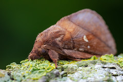 Drinker Moth - Euthrix potatoria