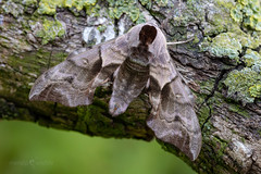 Eyed Hawk-moth - Smerinthus ocellata