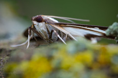 Box-tree Moth - Cydalima perspectalis
