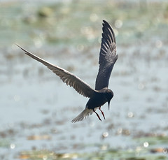 Lake Scugog Birds