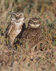 Burrowing Owls 22