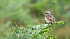 - Whinchat/Stonechat/Wheatear