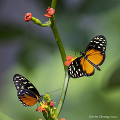 Butterflies - California Academy of Sciences 2022