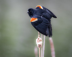 Red winged Blackbirds