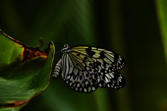 Noirmoutier-Butterflies
