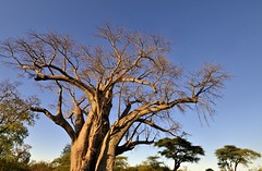ZIMBABWE : aux environs du Zambezi National Park, juillet 2022